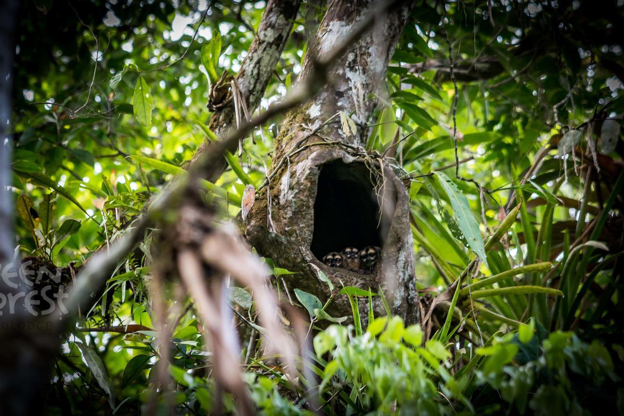 Green Forest Ecolodge Puerto Montufar Exterior photo