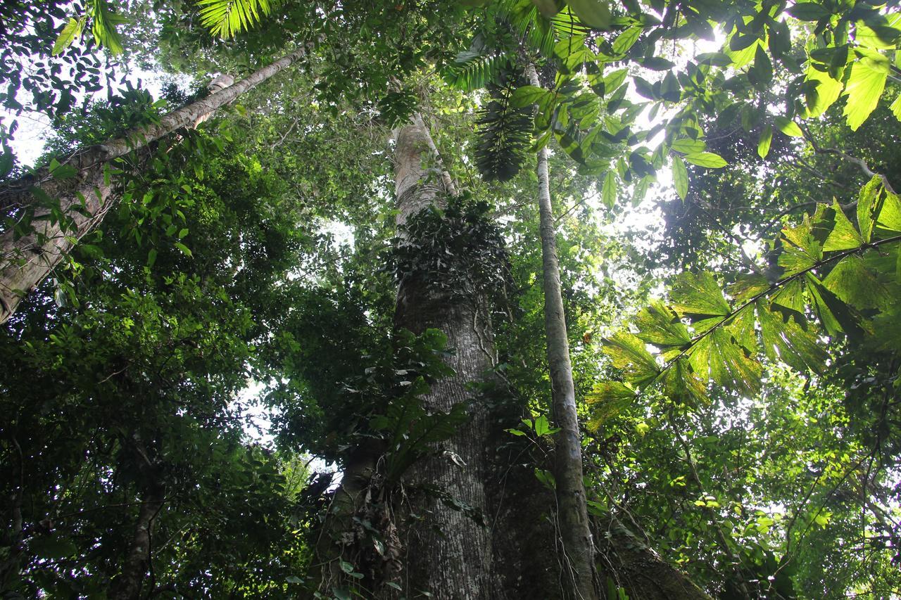 Green Forest Ecolodge Puerto Montufar Exterior photo